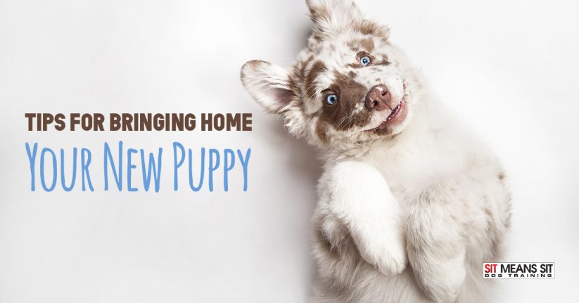 Tips for Bringing Home Your New Puppy