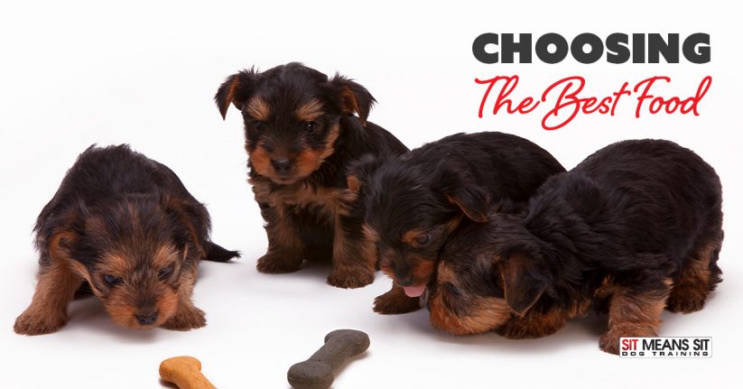 Choosing the Best Food for Your Dog