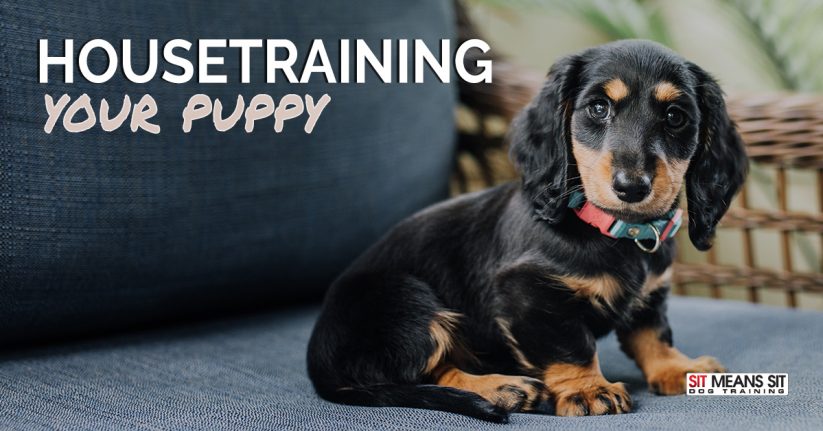 Tips for Housetraining Your Puppy