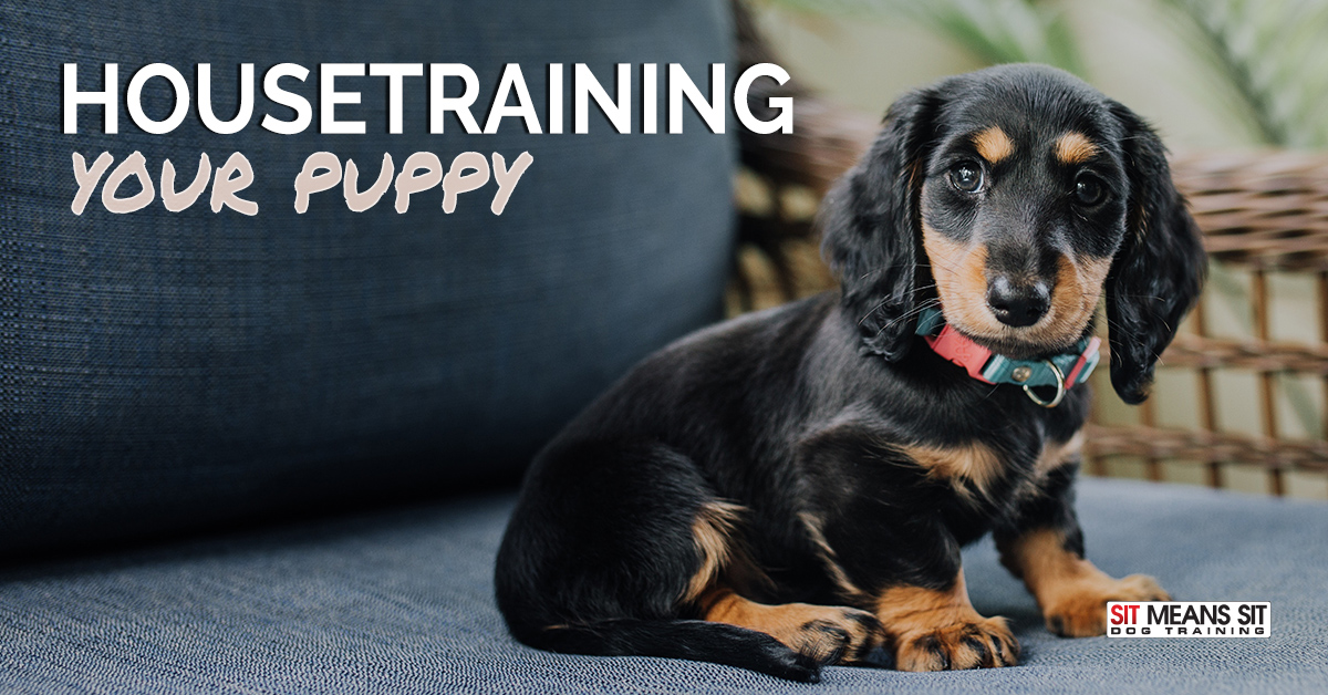 Tips for Housetraining Your Puppy