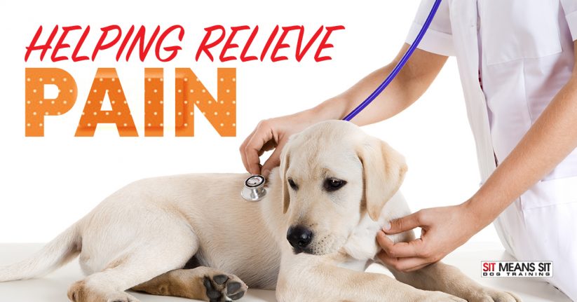 Helping Relieve Pain in Dogs