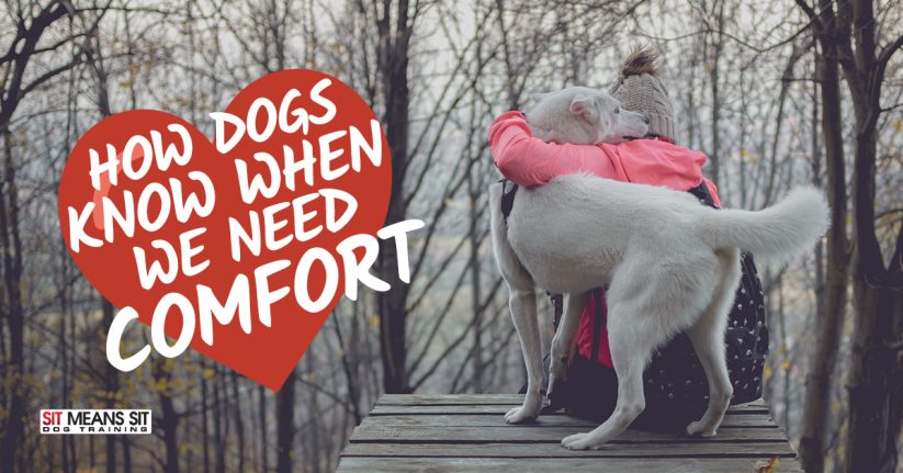How Dogs Know When Humans Need Comfort