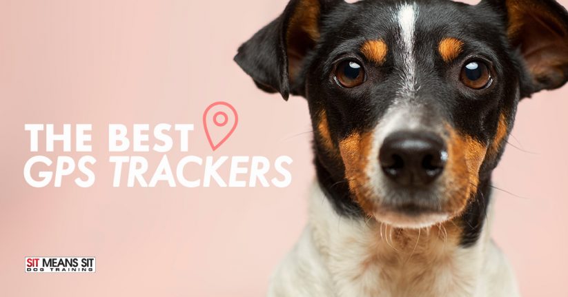 The Best Dog GPS Trackers