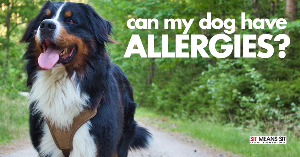 Can My Dog Have Allergies?