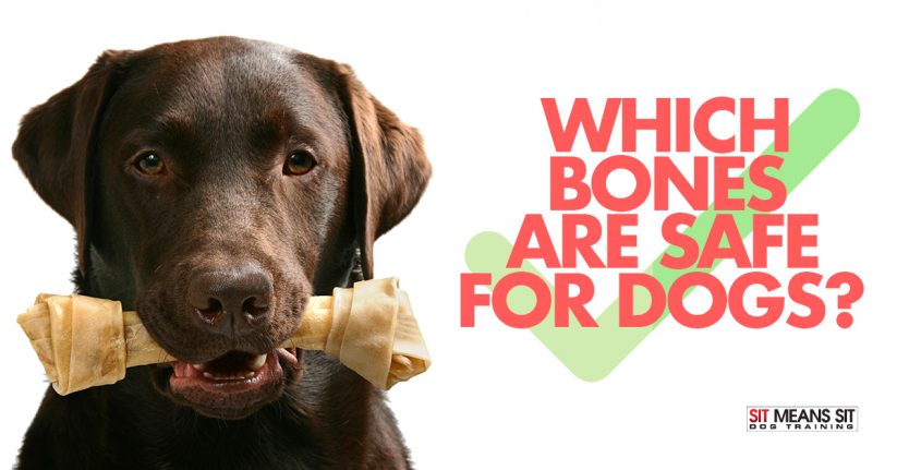 Which Bones Are Safe For Dogs?