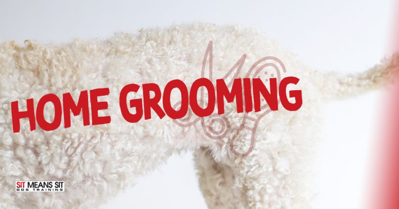 Home Dog Grooming Tips