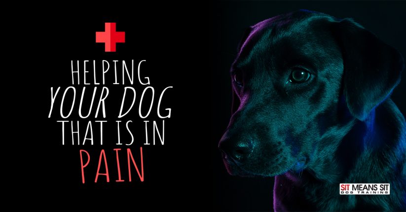 Helping Your Dog that is in Pain