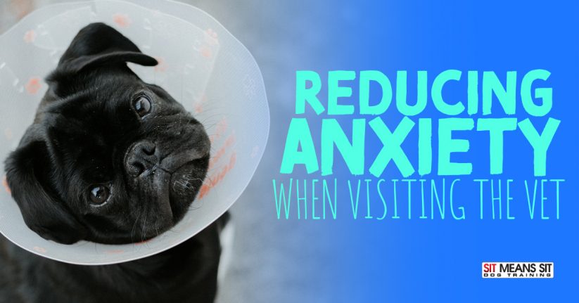 Reducing Anxiety when Visiting the Vet