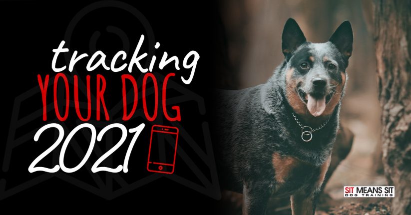 Tracking Your Dog in 2021