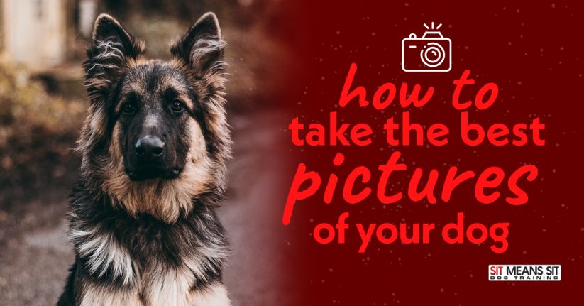 How to Take the Best Pictures of Your Dog