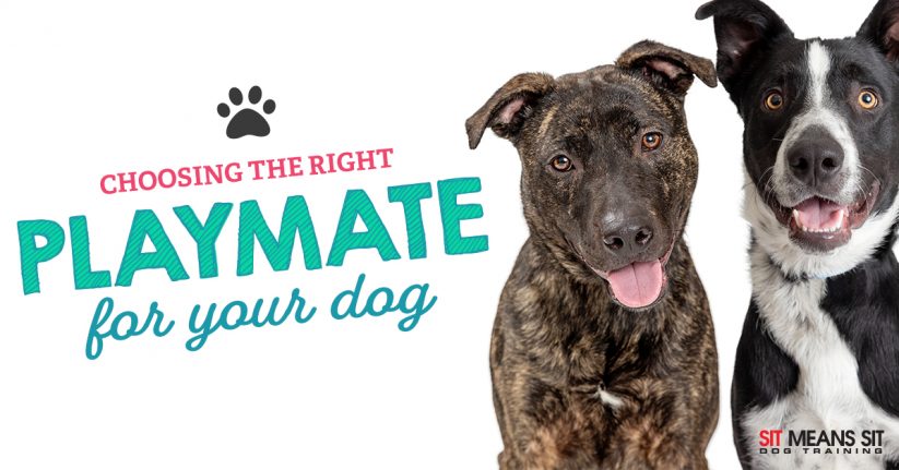 Choosing the Right Playmate for Your Dog