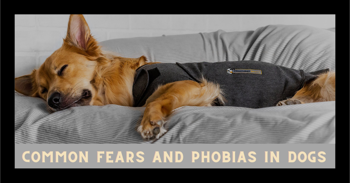 Common Fears And Phobias In Dogs
