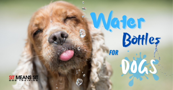 Water Bottles To Keep Your Dog Hydrated