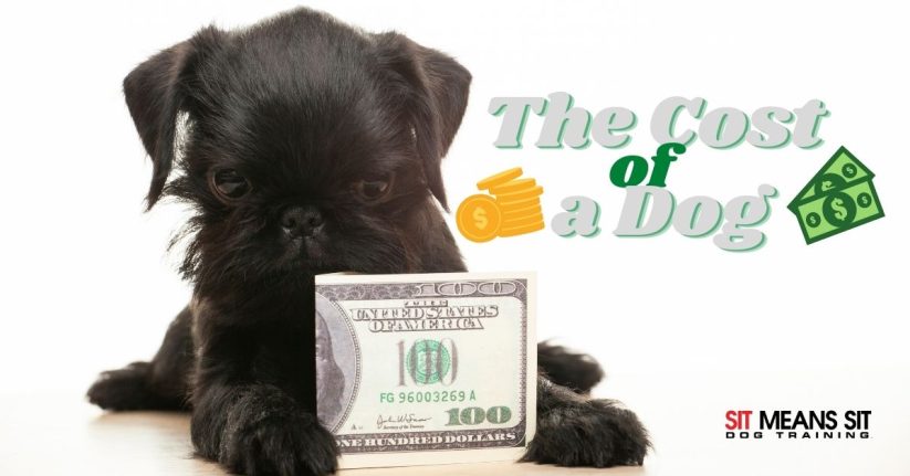 Understanding the Cost of Owning a Dog