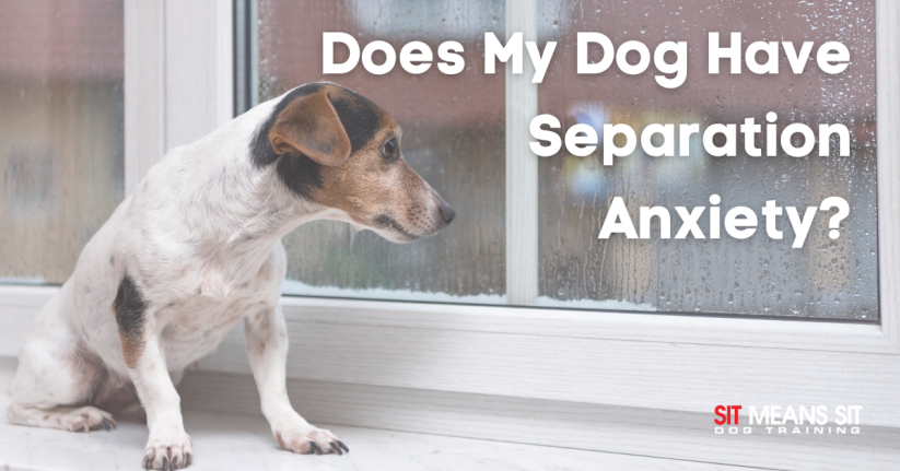 Does My Dog Have Separation Anxiety?