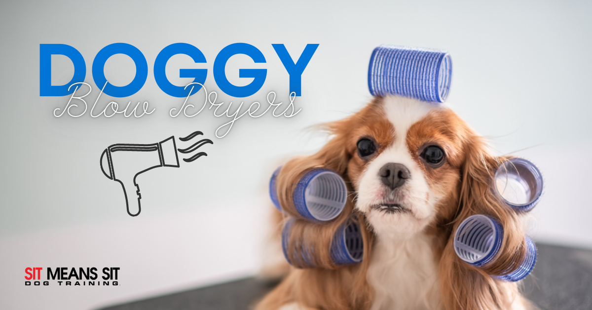 The Best Blow Dryers Made for Dogs