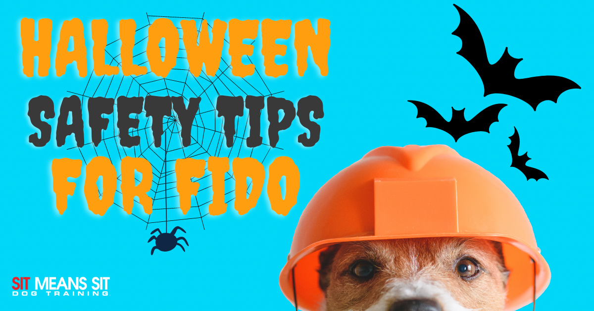 A dog wearing an orange helmet, with Halloween-themed text and bat illustrations in the background.