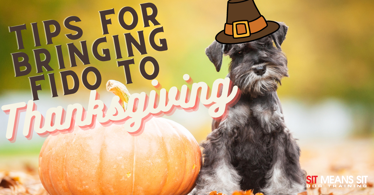 A dog in a pilgrim hat sits beside a pumpkin with text about Thanksgiving tips for pets.