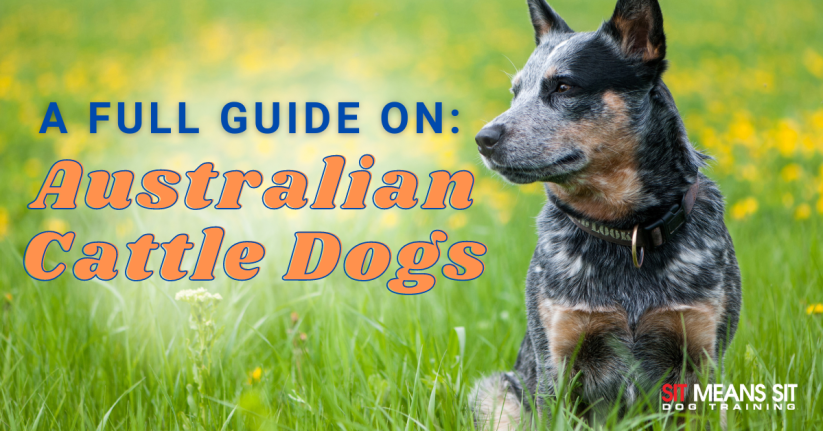 A dog sits in a grassy field, accompanied by the text "A Full Guide on: Australian Cattle Dogs."