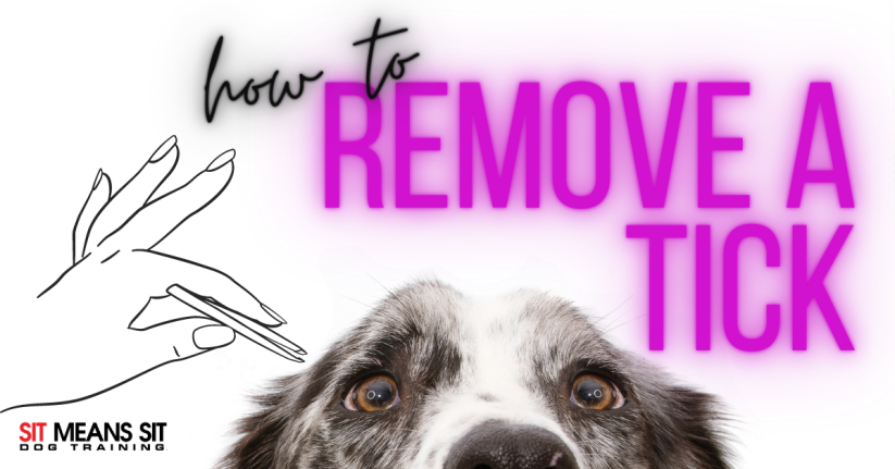 Graphic with text "how to REMOVE A TICK," featuring a hand holding a tick removal tool and a dog's face.