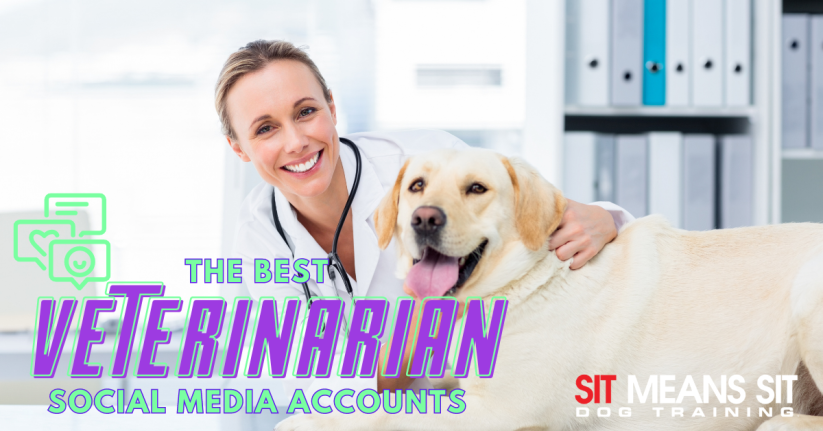 A smiling veterinarian poses with a dog in a clinic setting, promoting social media accounts.