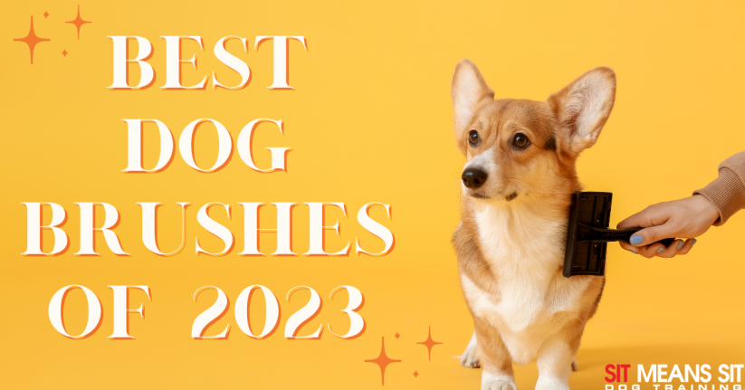 Best Dog Brushes of 2023