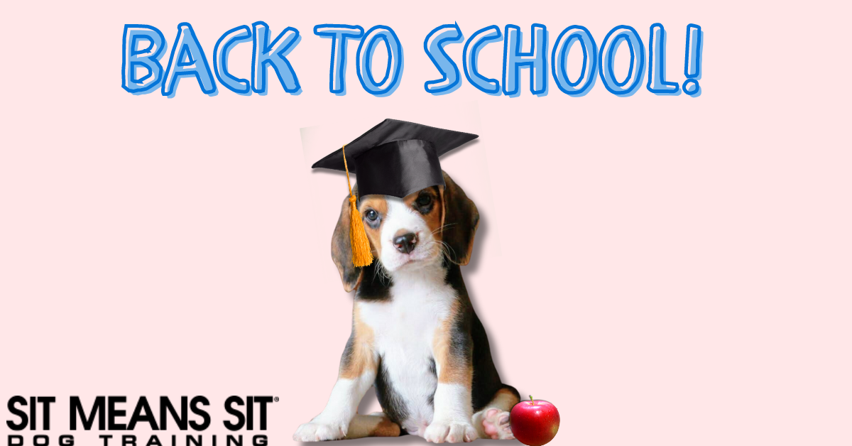 A beagle puppy wearing a graduation cap with "Back to School!" text, beside a red apple.