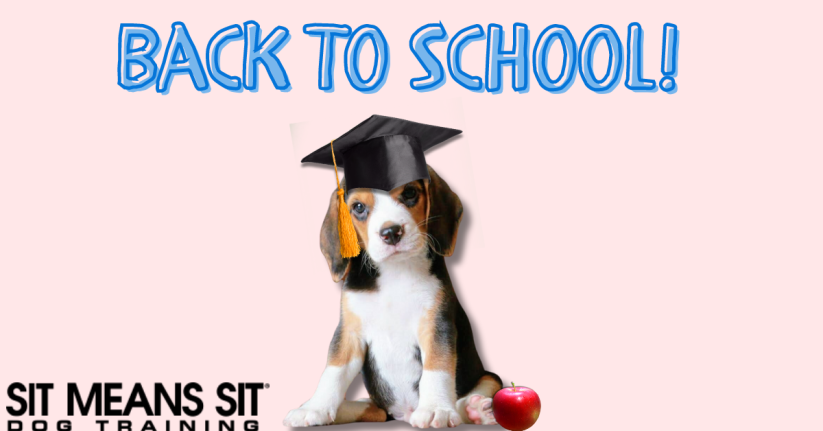 Preparing Your Dog for Back to School
