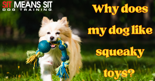 A fluffy dog carries a colorful squeaky toy, with a text overlay about dogs' love for squeaky toys.