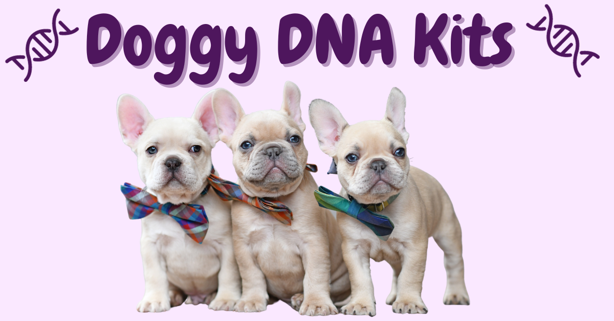 Three adorable French Bulldog puppies wearing bows, accompanied by the text "Doggy DNA Kits" on a light background.