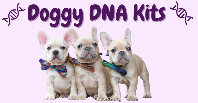 The Best Doggy DNA Kits