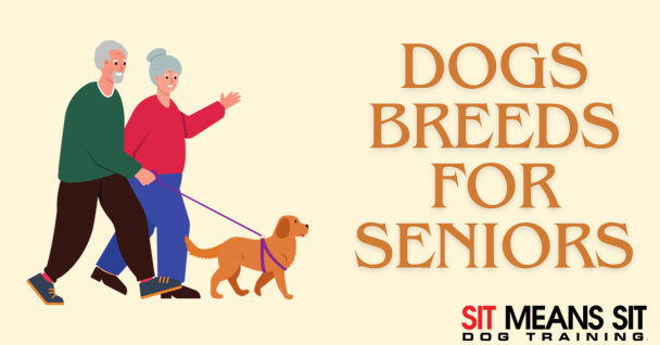 An elderly couple walks a dog, with text about dog breeds suitable for seniors.