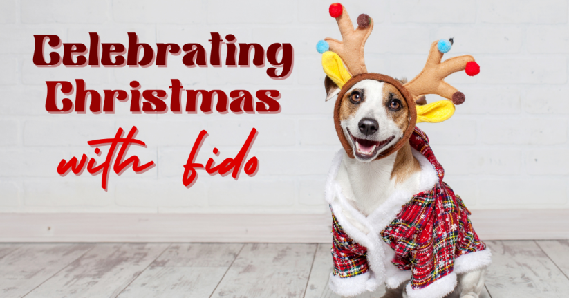How You Can Celebrate Christmas with Your Dog