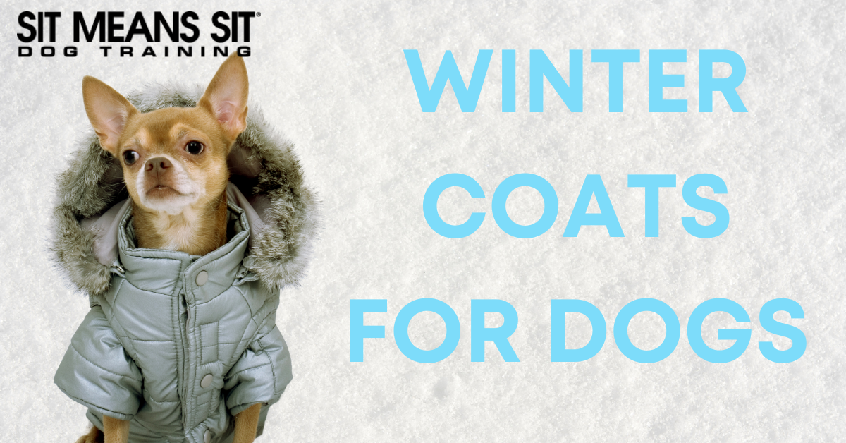 The Best Winter Coats for Canines - SMS North Idaho