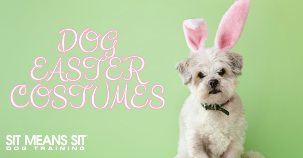 A small dog with bunny ears against a pastel green background, promoting Easter costumes.