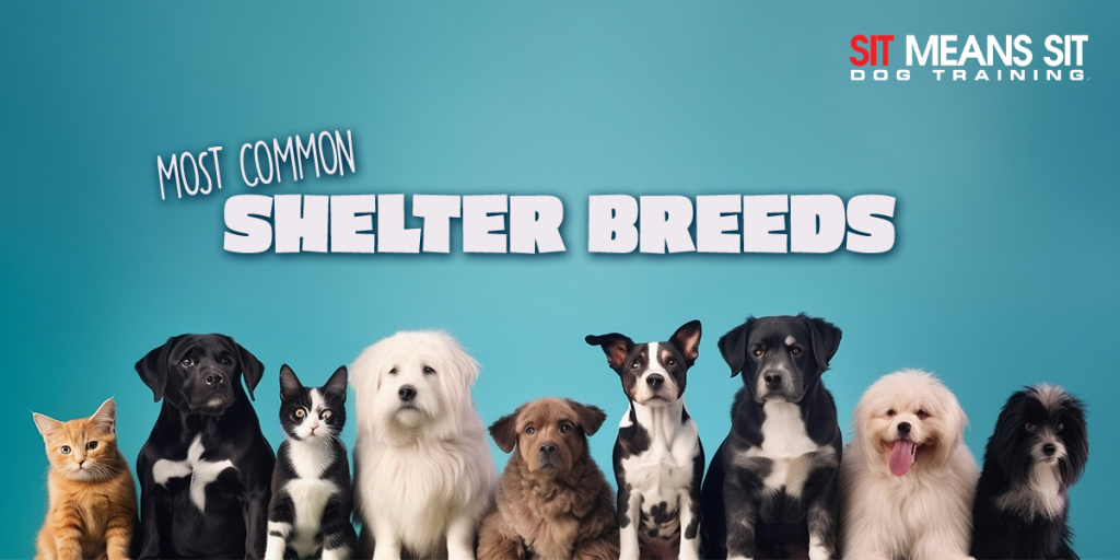 What are the Most Popular Dog Breeds Found in Shelters? SMS North Idaho