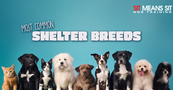 What are the Most Popular Dog Breeds Found in Shelters?