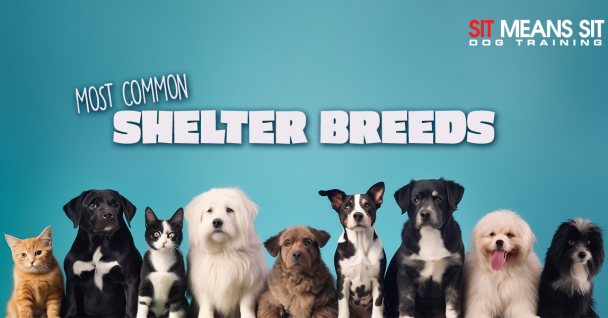 A diverse group of dogs and a cat stands together, promoting shelter breeds with a light blue background.