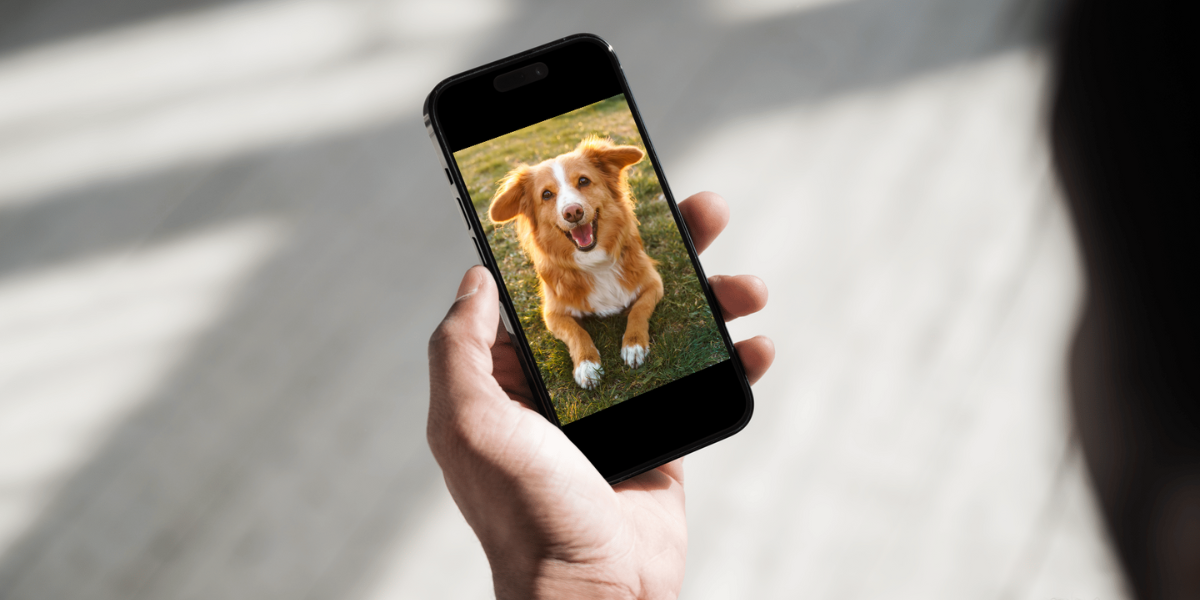 How to Make & Run an Instagram for Your Dog