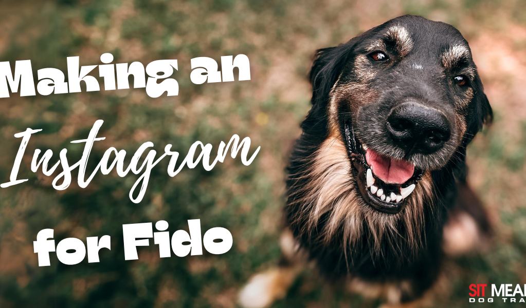 A happy dog with a playful expression, accompanied by the text "Making an Instagram for Fido."