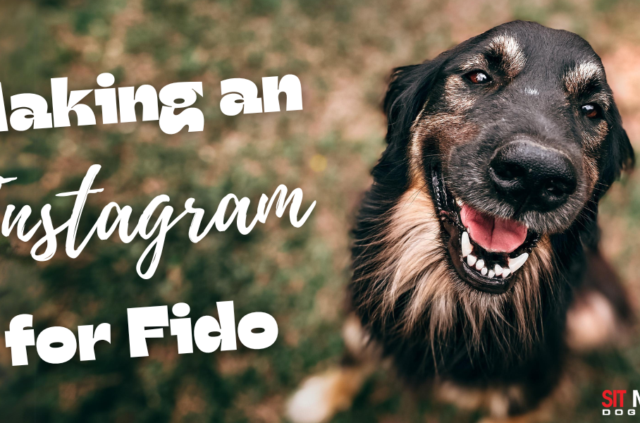 A happy dog with a playful expression, accompanied by the text "Making an Instagram for Fido."