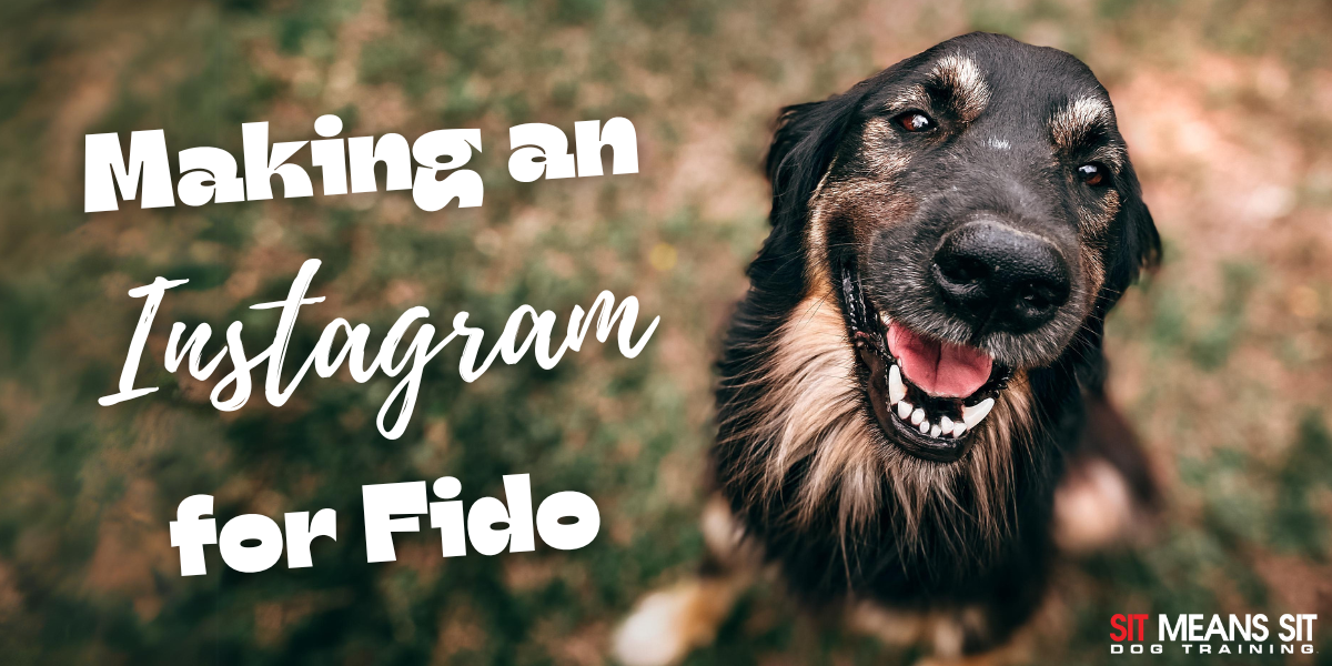 A happy dog with a playful expression, accompanied by the text "Making an Instagram for Fido."