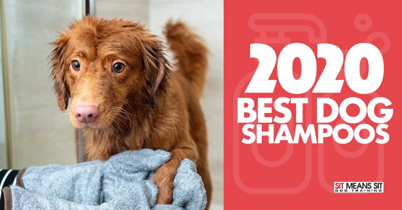 Best Dog Shampoos for 2020
