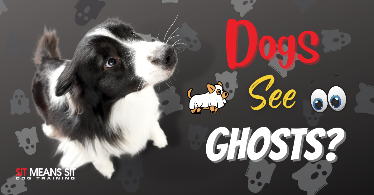 A curious dog looking up, with text asking if dogs can see ghosts, surrounded by ghost illustrations.