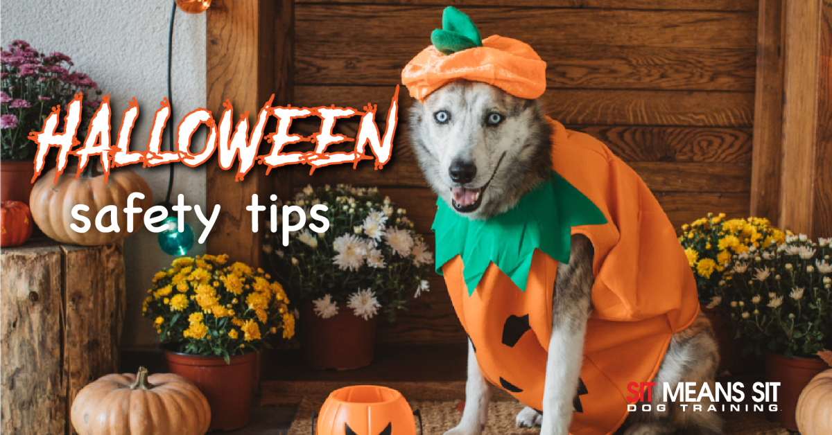 A dog in a pumpkin costume sits among pumpkins, with text about Halloween safety tips.