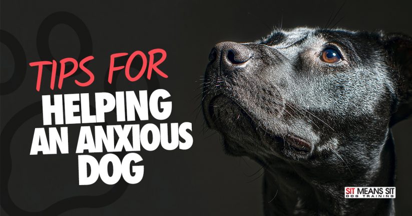 Tips for Helping an Anxious Dog