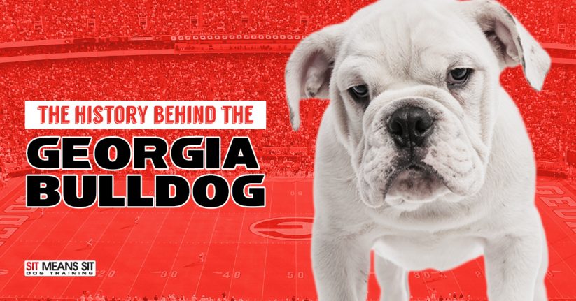 A white bulldog with a serious expression, overlaid with text about the history of the Georgia Bulldog.