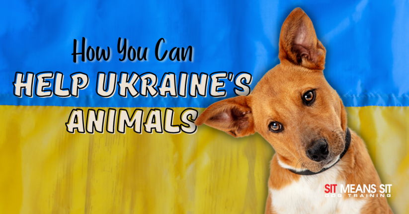 A dog looks at the viewer against a blue and yellow background, with text about helping Ukraine's animals.