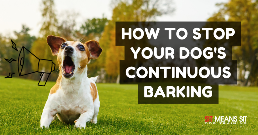 How to Stop Your Dog's Continuous Barking