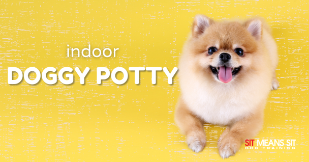 A cheerful Pomeranian puppy with a yellow background promoting an indoor doggy potty.